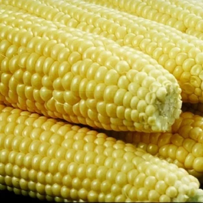 Maïs sucré Golden Bantam 50 graines