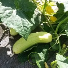 Concombre Blanc White Wonder