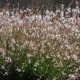 Gaura Lindheimeri 100 graines