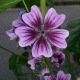 MALVA SYLVESTRIS (MAUVE) 100 graines