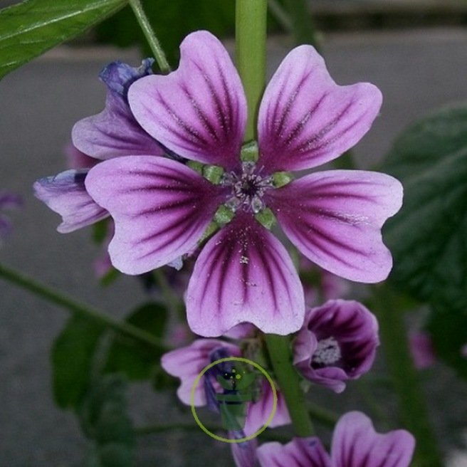 MALVA SYLVESTRIS (MAUVE) 100 graines MALVA SYLVESTRIS (MAUVE) 100 graines
