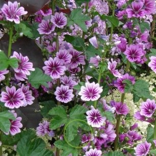 Graines de Mauve sylvestre – Malva sylvestris en sachet de 200 graines