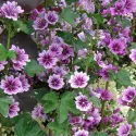 Mauve sylvestre - Malva sylvestris 200 graines