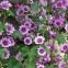 MALVA SYLVESTRIS (MAUVE) 100 graines