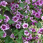 MALVA SYLVESTRIS (MAUVE) 100 graines