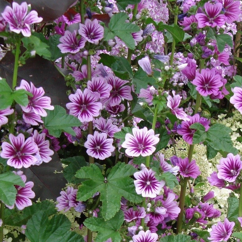 Graines De Mauve Sylvestre Malva Sylvestris En Sachet De 0 Graines