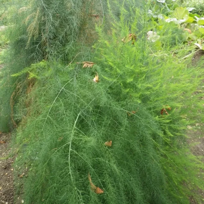 ASPERGE ARGENTEUIL HATIVE