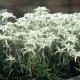 Edelweiss des Alpes - Leontopodium alpinum 600 graines