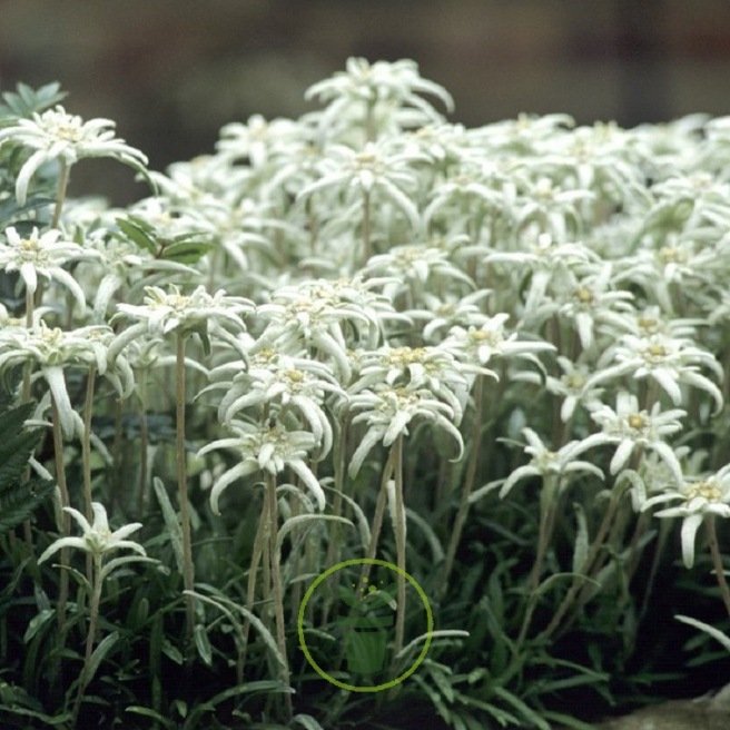 Edelweiss des Alpes – Leontopodium alpinum en sachet de 600 graines