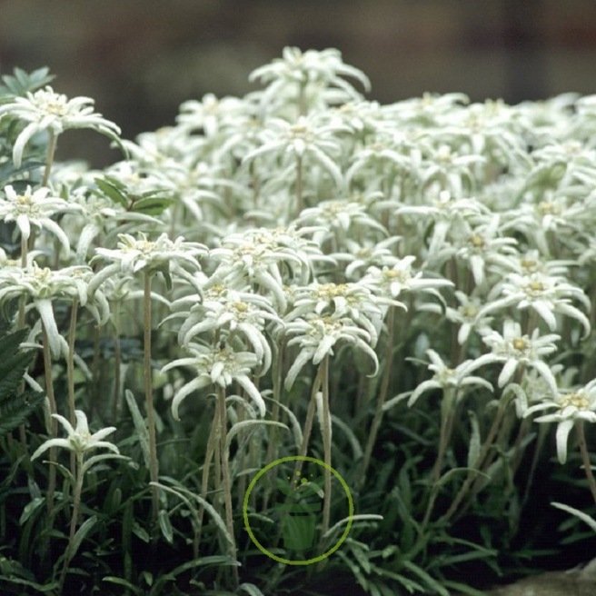 Edelweiss des Alpes - Leontopodium alpinum 600 graines Edelweiss des Alpes - Leontopodium alpinum 600 graines
