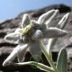 Edelweiss des Alpes - Leontopodium alpinum 600 graines