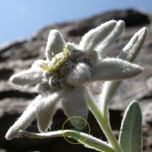 Edelweiss des Alpes 600 graines