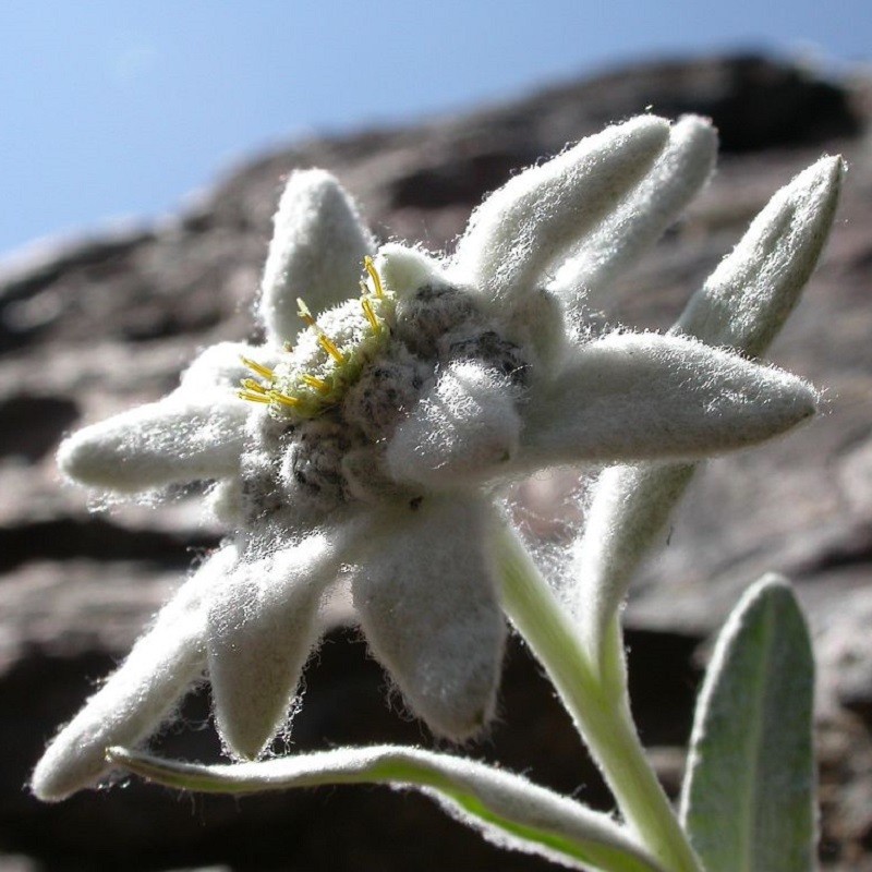 Edelweiss des Alpes – Leontopodium alpinum en sachet de 600 graines