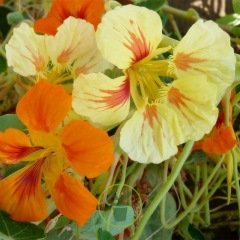 Capucine Peach Melba naine 