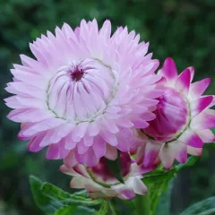 Immortelle à bractée double variée 400 graines