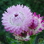 IMMORTELLE A BRACTEE DOUBLE VARIEE 200 graines
