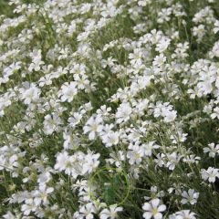 Cerastium biebersteinii - Céraiste 400 graines Cerastium biebersteinii - Céraiste 400 graines