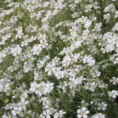 Cerastium biebersteinii - Céraiste 400 graines