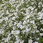 Cerastium biebersteinii - Céraiste