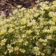 Limnanthes douglasii 200 graines