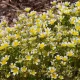 Limnanthes douglasii 200 graines