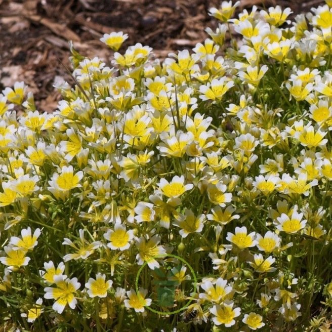 Limnanthes douglasii 200 graines Limnanthes douglasii 200 graines