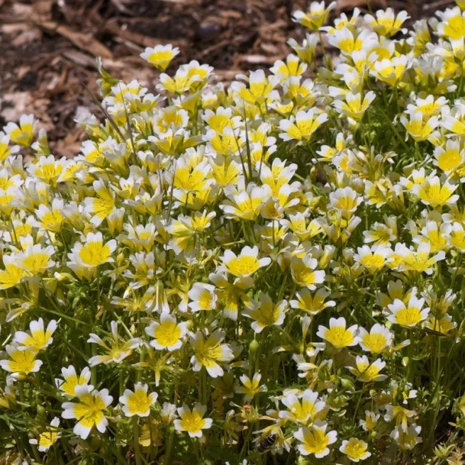 Limnanthes douglasii 200 graines