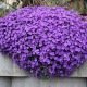 Aubrietia cascade à grande fleur variée 300 graines