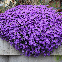 Fleurs d’aubriétia Cascade variée tapissante printanière pour rocaille et balcon – graines de fleurs vivaces couvre-sol