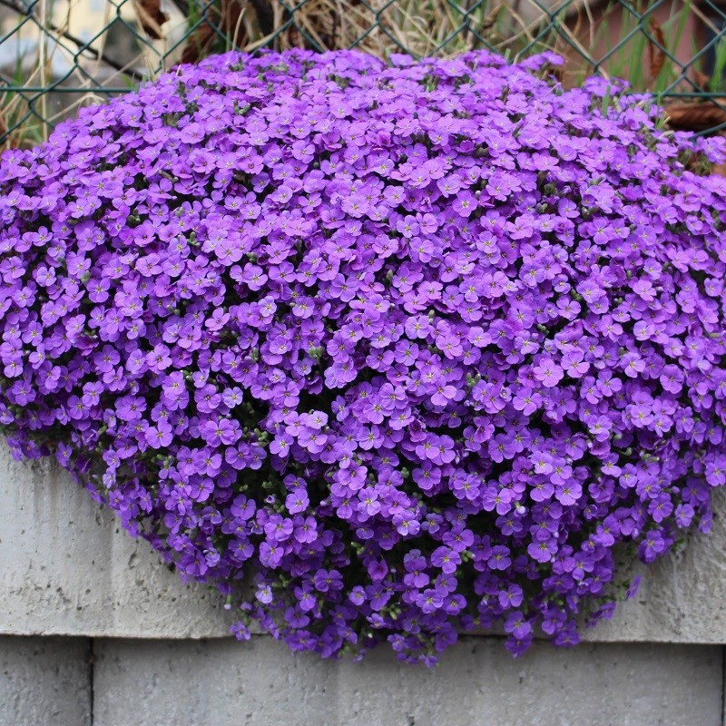 Achat de graines d' Aubrietia - Aubriète cascade à grandes fleurs.