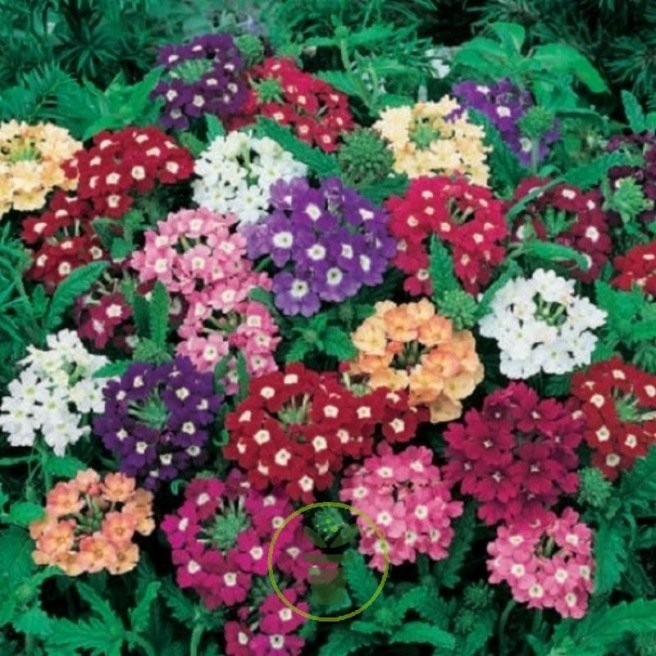 Verveine hybride Ideal Florist 200 graines Verveine hybride Ideal Florist 200 graines
