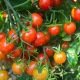 Tomate cerise rouge 60 graines