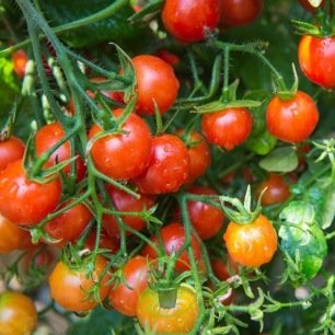 Tomate cerise jaune - Acheter des graines