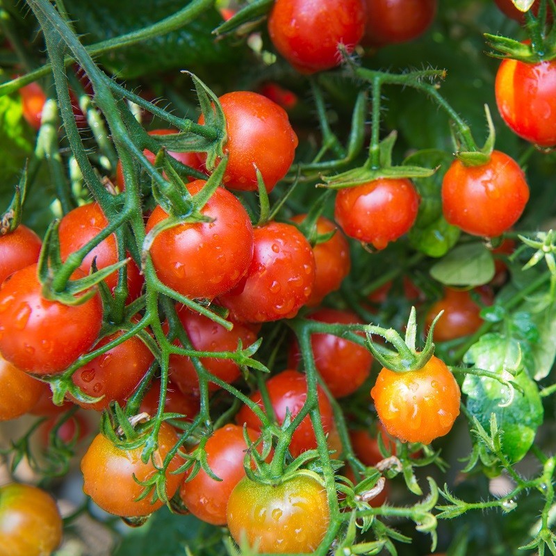 25 graines graines de Tomate " Raisin " Tomate de cerise 