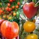 Tomates pack de 5 variétes