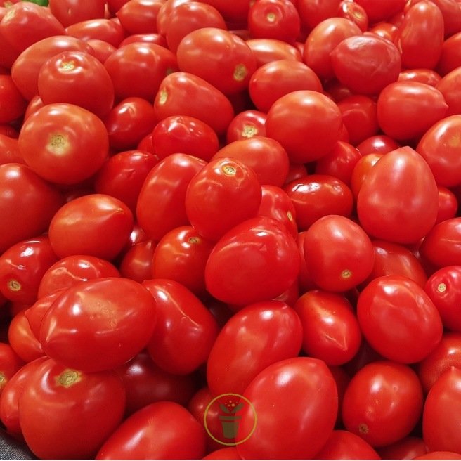 Tomate Roma