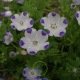 Graines de Nemophila maculata