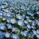 Graines de Nemophila menziesii Sky Blue