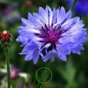 Centaurée cyanus - bleuet 600 graines