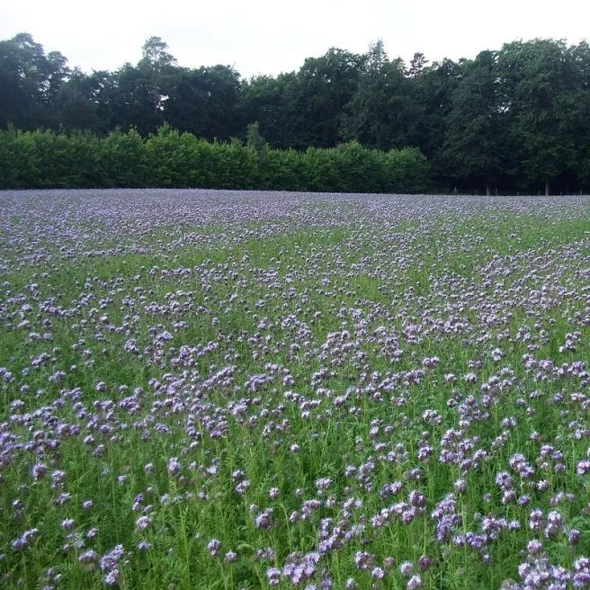 Phacélie tanacetifolia bleu clair 50 grammes de graines