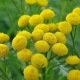 Tanaisie (Tanacetum vulgare) 1000 graines