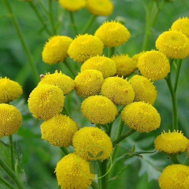 Tanaisie (Tanacetum vulgare) 1000 graines Tanaisie (Tanacetum vulgare) 1000 graines