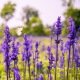 Salvia farinacea , sauge bleue 200 graines