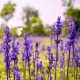 Salvia farinacea , sauge bleue 200 graines