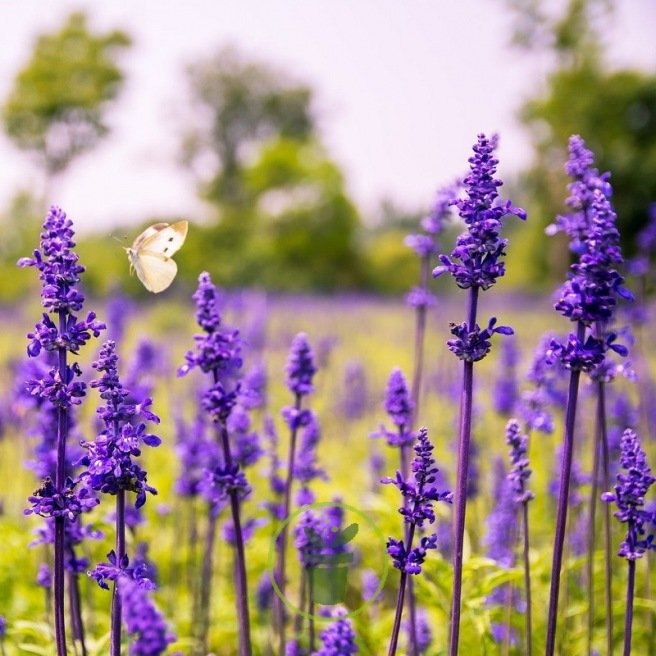Salvia farinacea , sauge bleue 200 graines Salvia farinacea , sauge bleue 200 graines