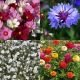 Mélange de fleurs pour prairie fleurie bouquet et massif