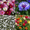 Mélange de fleurs pour prairie fleurie bouquet et massif