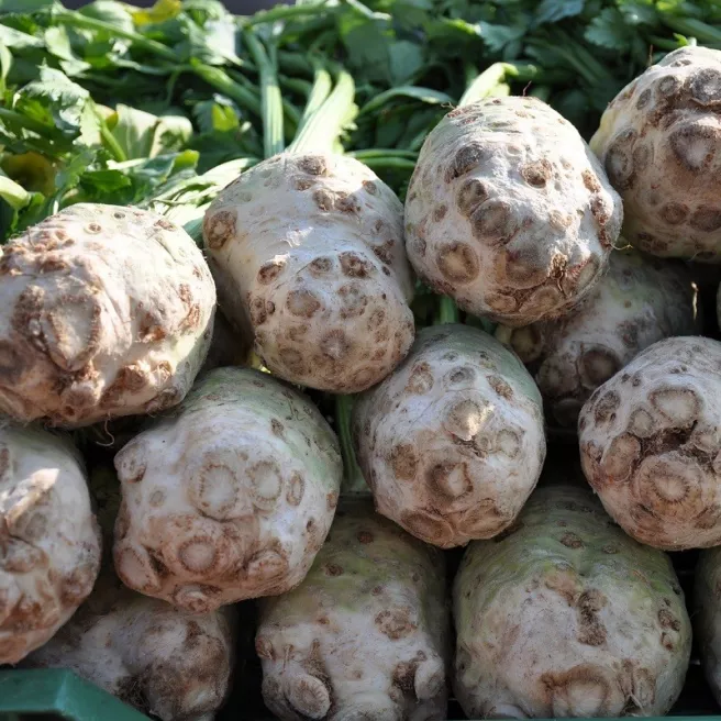 Céleri rave Géant de Prague