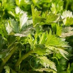 Céleri à couper commun