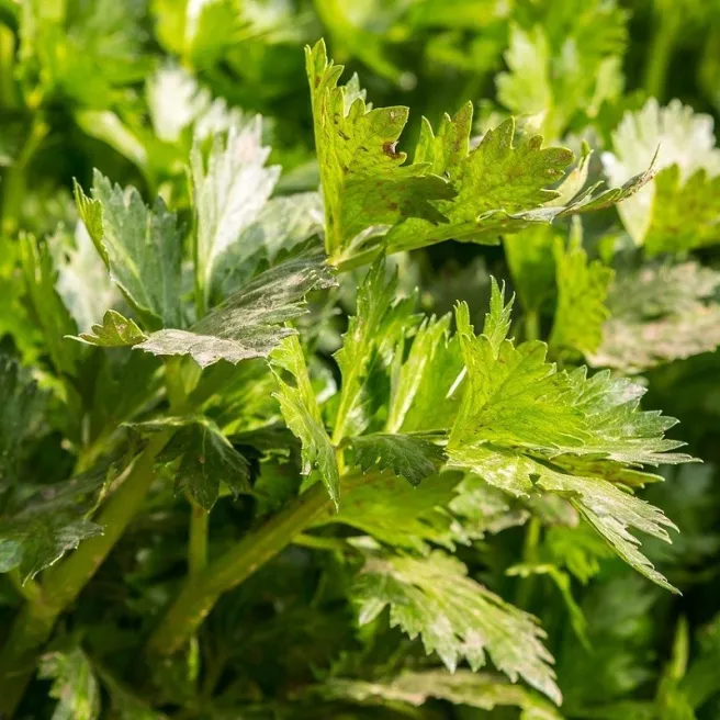 Céleri à couper commun